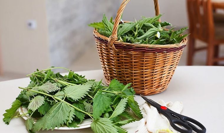 The Top Power Herbs for a Better Life