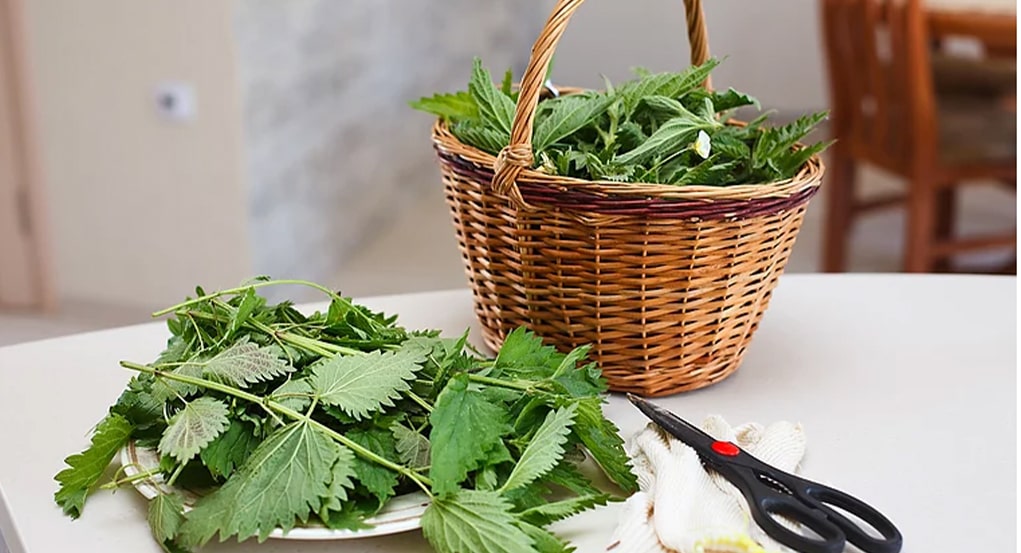 Herbs on a table