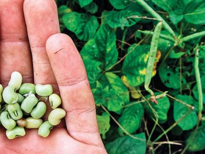 Hand holding beans over field of green beans