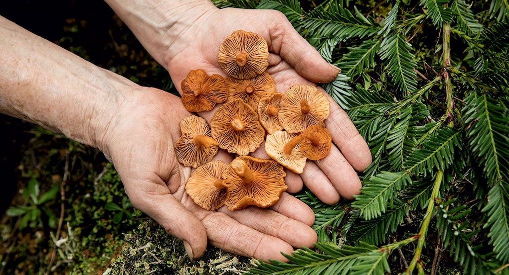 hands foraging mushrooms