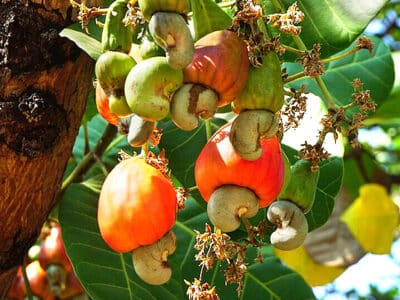 cashew tree with yellow, green and red cashew apples