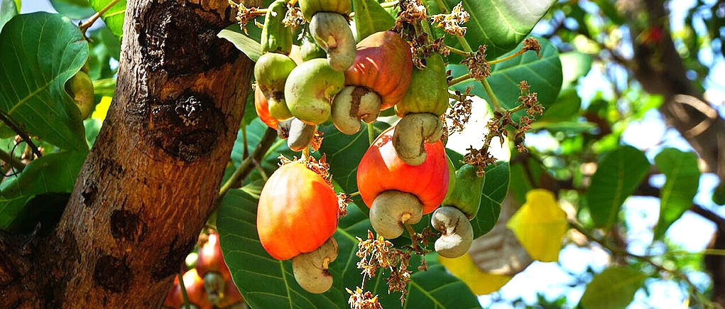cashew tree with yellow, green and red cashew apples