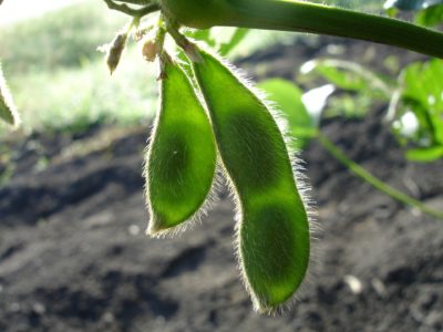 Top Soy Myths – Busted